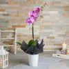 Breezy Orchid, Valentine's Day gifts, orchids