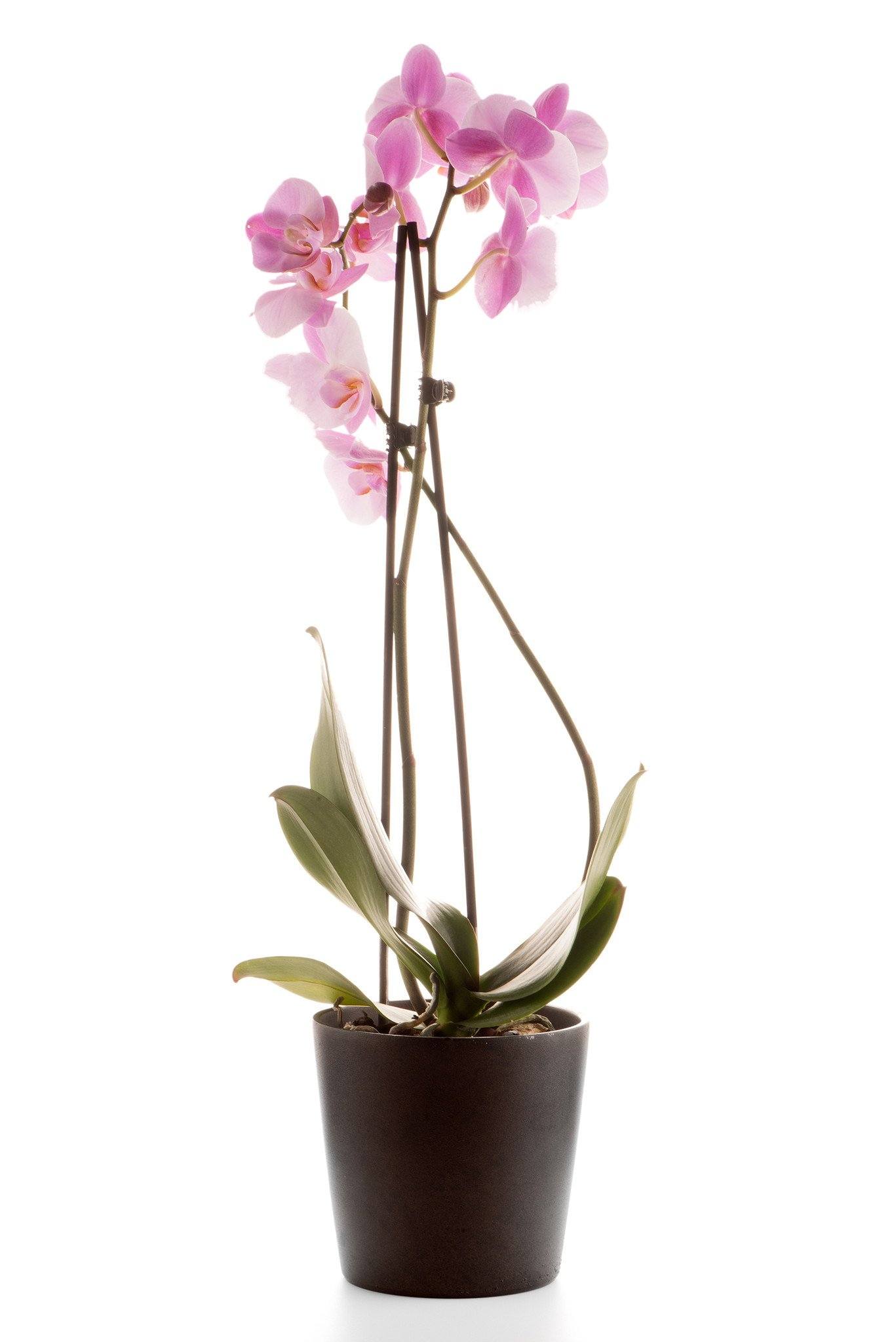 Potted Pink Orchid