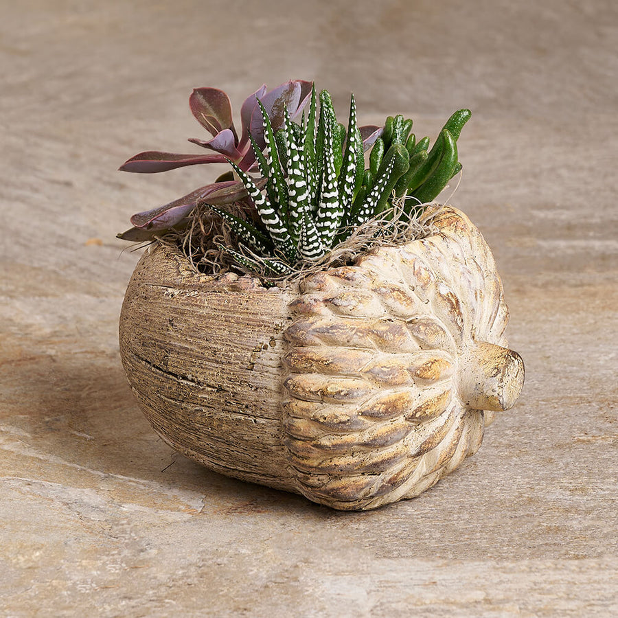 Autumnal Acorn Succulent Plant Gift, plant gift, plant, succulent gift, succulent, fall gift, fall, thanksgiving gift, thanksgiving, halloween gift, halloween, autumn gift, autumn