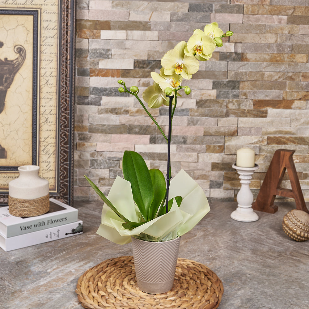 Lovely Yellow Orchid Plant, plant gift, plant, orchid gift, orchid, Canada delivery