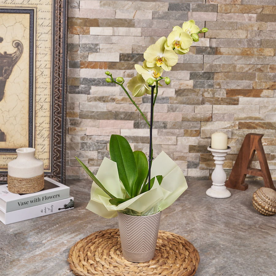 Lovely Yellow Orchid Plant, plant gift, plant, orchid gift, orchid, Canada delivery