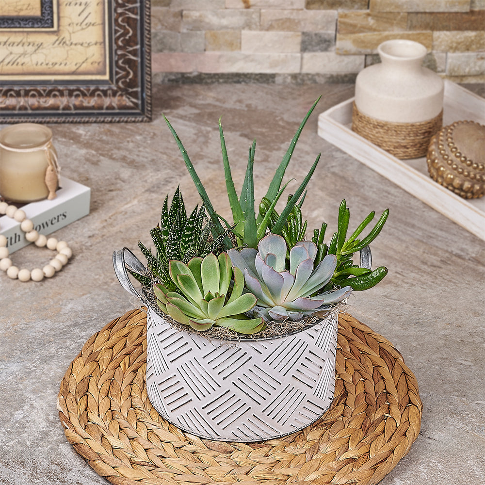 Lush Plant Garden, plant gift, plant, succulent gift, succulent, Canada delivery