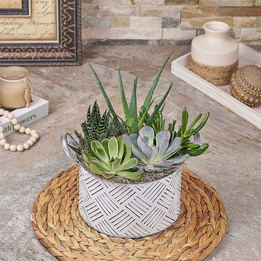 Lush Plant Garden, plant gift, plant, succulent gift, succulent, Canada delivery