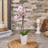 Mini Pink Orchid Plant, plant gift, plant, orchid gift, orchid, Canada delivery