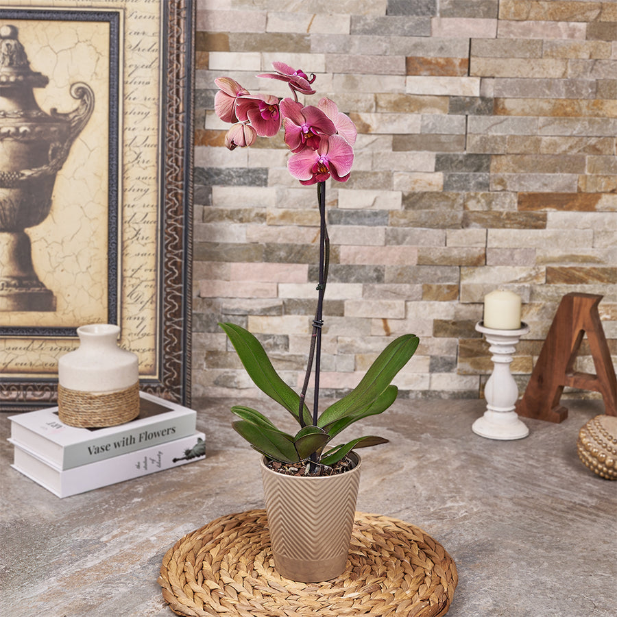 Pink Orchid Plant Gift, plant gift, plant, orchid gift, orchid, Canada delivery