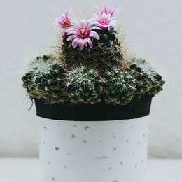 Plant of the month Clubs - Succulents & Cacti