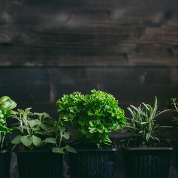 Plant of the month Clubs - Herbs