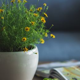 Plant of the Month Club - Flowering Plants