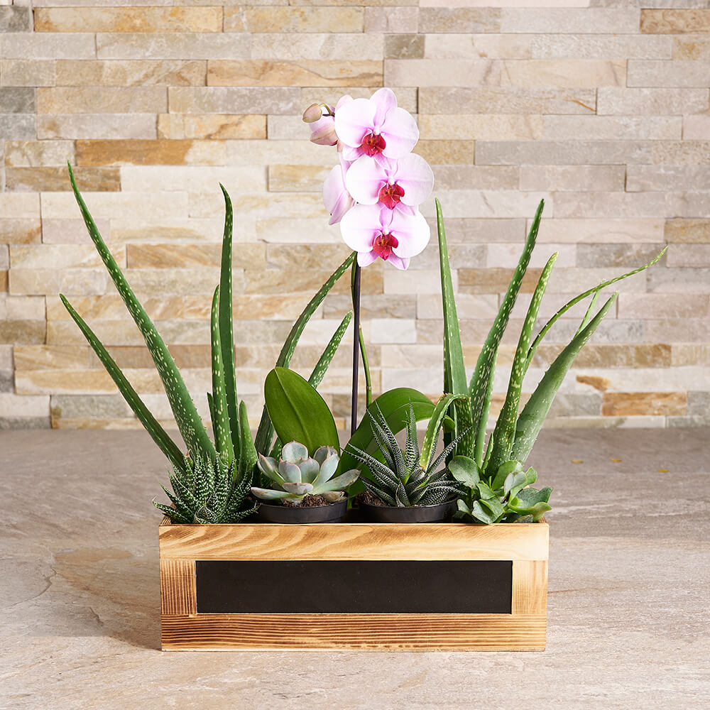 Succulent &amp; Orchid Plant Array, plant gift, plant, garden gift, garden, mothers day gift, mothers day, flower gift, flowers, succulent gift, succulent
