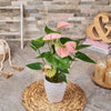 Tropical Paradise Anthurium, plant gift, plant, anthurium gift, anthurium, Canada delivery