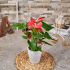 Tropical Red Potted Anthuriums, plant gift, plant, anthurium gift, anthurium, Canada delivery