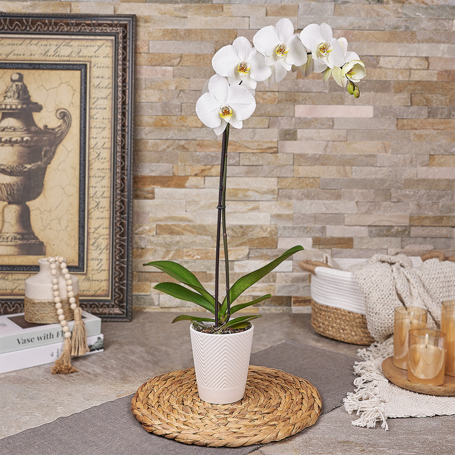 White Orchid Plant, plant gift, plant, orchid gift, orchid, Canada delivery