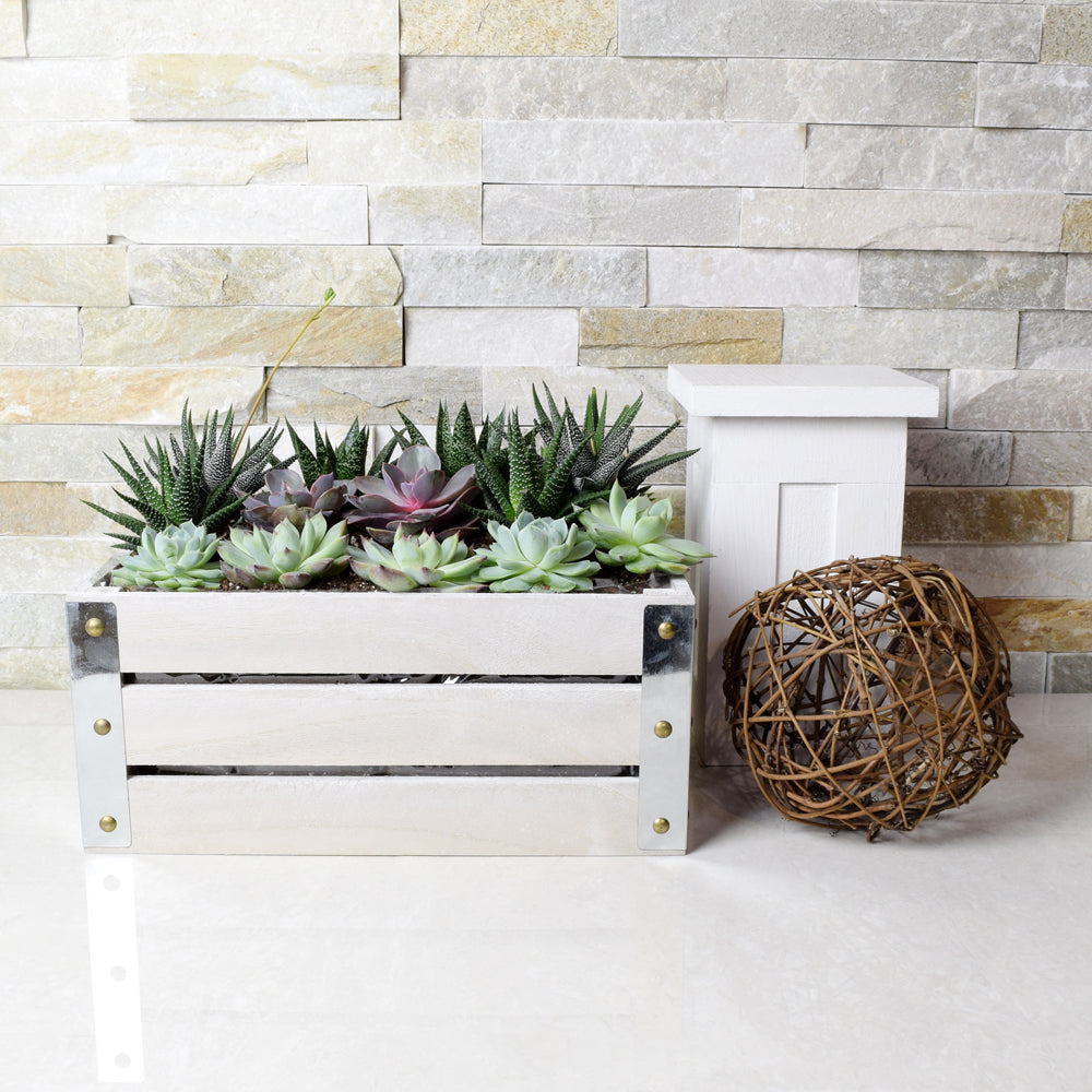 Succulent Garden Gift Crate