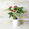 Tropical Red Potted Anthuriums, floral gift baskets, gift baskets, potted plant gift basket