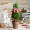 Mini Christmas Tree, Christmas Plants, Christmas Gifts, Christmas Planters, Holiday Plants, Xmas Plants, Canada Delivery