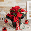 floral arrangement,  flowers,  Floral Gift,  potted plant,  christmas,  holiday,  Set 24042-2021, holiday gift delivery, delivery holiday gift, christmas flower canada, canada christmas flower, toronto