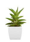 Hello Aloe Potted Plant